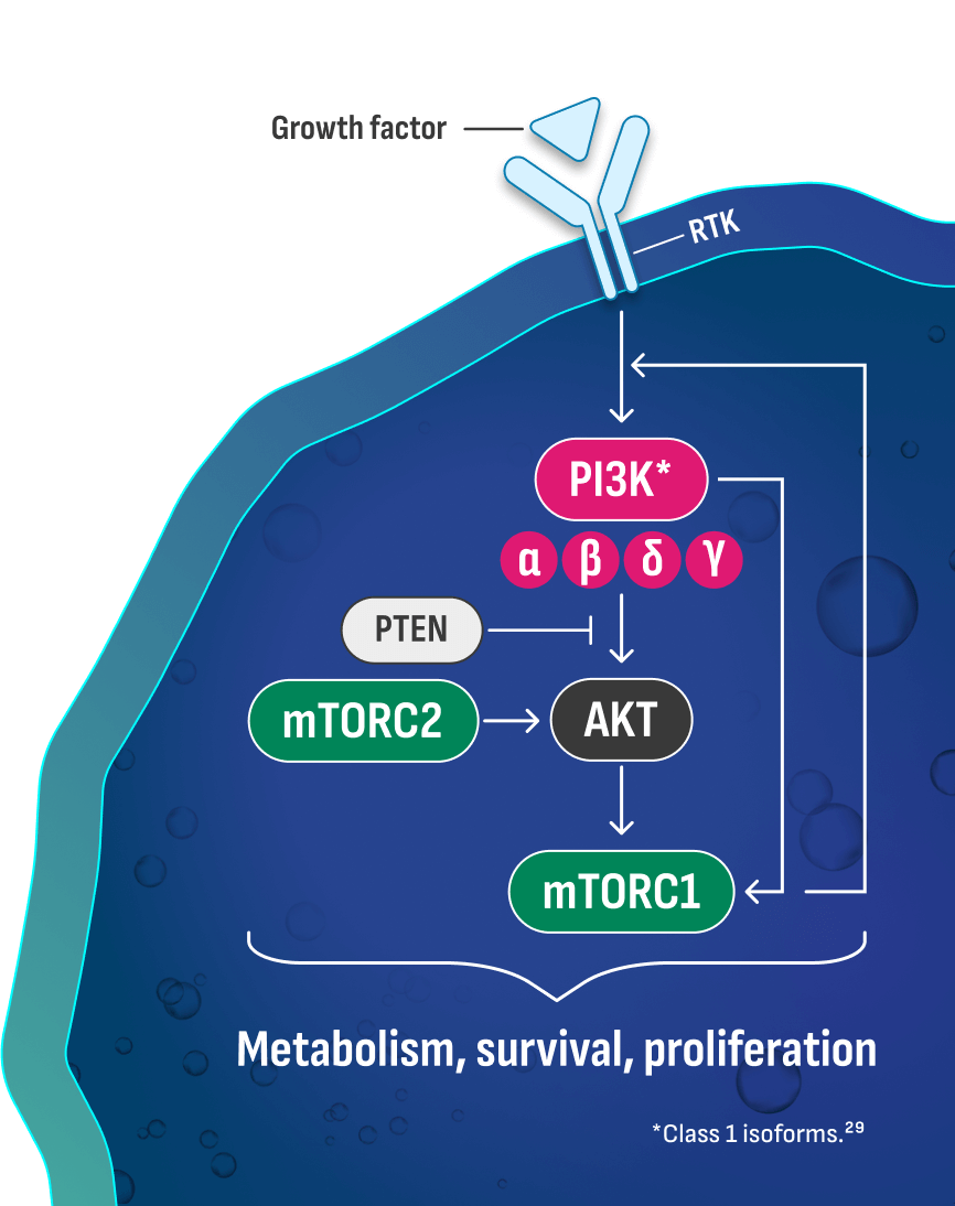 PI3K/AKT/mTOR (PAM) pathway crosstalk allows for adaptive resistance that maintains pathway viability