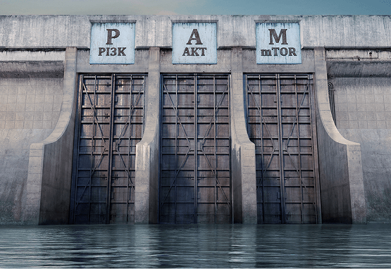 An image of a dam with 3 closed doors, stopping water from flowing through